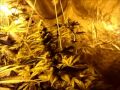 8-13-2011 - Medical Marijuana Indoor Grow Update