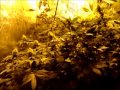 8-13-2011 - Medical Marijuana Indoor Grow Update