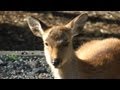 奈良公園のかわいい小鹿 What a cute fawn!