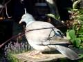 Jimmy Nail the Wood Pigeon visiting our bird table