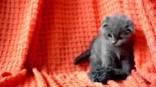 Питомник British Cat House - британский котёнок.