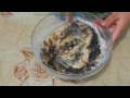 Пироги рецепт с маком и изюмом Пирожки Булочки рецепты с маком и изюмом тесто для пирожков кулинария