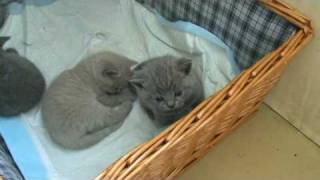 Мои британские котята. П-к Silvery Snow