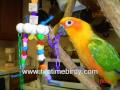 FunTime Birdy Parrot Playgyms and Bird Toys