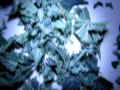 Harvesting Cannabis OG Kush CFL Grow