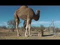 A camel awkwardly eating an apple