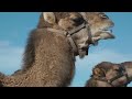 A camel awkwardly eating an apple