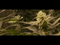 Grow Weed - Medical Marijuana Classes
