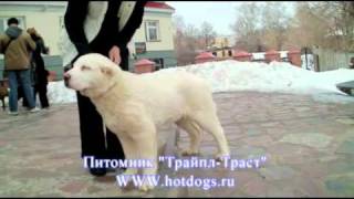 Alabai Medium Asian Shepherd Dog, Среднеазиатская овчарка