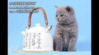 Британский котенок питомника Silvery Snow
