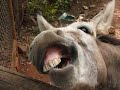 Will.i.am - The Donque Song w/ Funny Pics