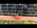 Chicken Tractor - Protecting My Girls