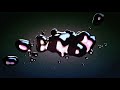 sfpr - beginning anew (Lyric Video)