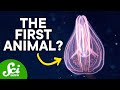 What Did the First Animal Look Like? - SciShow 2019