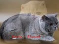 All cats breeds-Όλες οι ράτσες γατών
