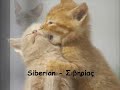All cats breeds-Όλες οι ράτσες γατών