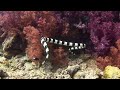 Dakuwaqa's Dream - Scuba Diving in Fiji