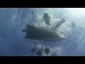 Dakuwaqa's Dream - Scuba Diving in Fiji