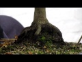 Japanese Maple bonsai tree styling possibilities Part 2
