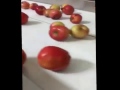 Яблоня: Despre liniile de uscare a fructelor si pomusoarelor