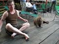 Capybara