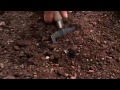Planting and Growing Peppers