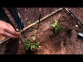Planting and Growing Peppers