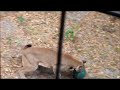 TallahasseeGrapevine.com at Tallahassee Museum - New Panther Attacks Boomer Ball