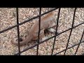 TallahasseeGrapevine.com at Tallahassee Museum - New Panther Attacks Boomer Ball