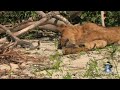 Black Mamba vs Dead Lion 05 - Deadly Snake Attacks Lion