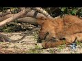 Black Mamba vs Dead Lion 05 - Deadly Snake Attacks Lion