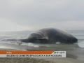 Video sullo spiaggiamento della balena