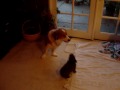 miniature