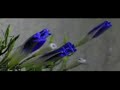 Philip Glass - Morning Passages