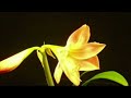Philip Glass - Morning Passages