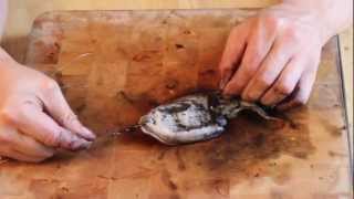 Cod Fishing Baits Video - How To Present A Whole Cuttlefish 