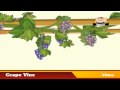Learn about Plants in Kannada - Vines