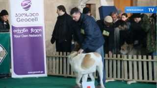 Выставка кавказских овчарок / Caucasian shepherd dog