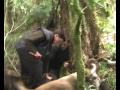 WILD BOAR..150 lb angry SUS SCROFA