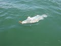 monster Nile perch, on Rapala Super Shad, Fishing, Lake Nasser Egypt 82 kg. - part 1