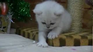 Британские котята на british-chinchilla.dp.ua