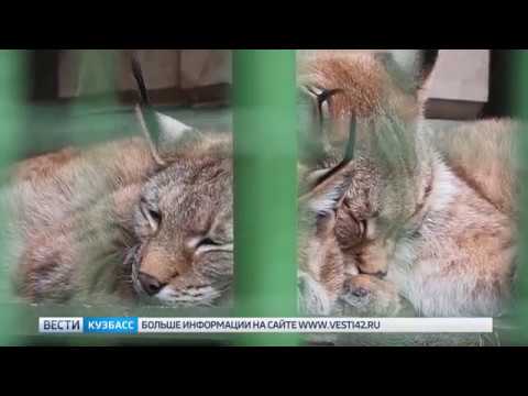 История с искалеченной рысью в Новокузнецке получила продолжение