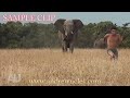 ELEPHANT ATTACK: Chasing the truth with Andrew Ucles - Ucles vs Africa