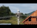 Stork in Gura Rualui Romania חסידה בפנסיון הראשון בגורה ראולוי