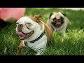 One Direction - One Thing - Petody - Pup Direction - One Bark