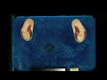 The visible human project (HQ)