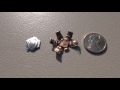 .45 ACP Federal HST 230 gr Ammo Gel Test