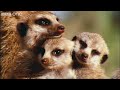 What A Wonderful World With David Attenborough - BBC One