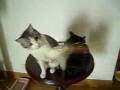 Cat's Playing Fever Cat's Playing Fever