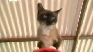 Сиамская кошка